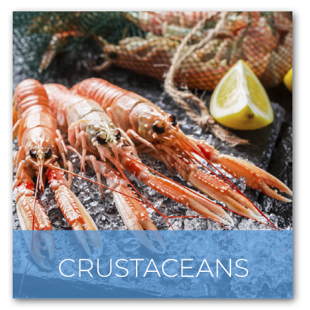 crustaceos-en